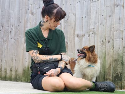 Archie, a 6 years old male Pomeranian available for adoption from Dogs Trust in West Yorkshire