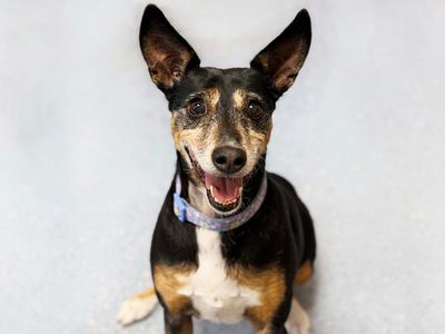 Mimi, a 9 years old female Whippet X available for adoption from Dogs Trust in West Yorkshire