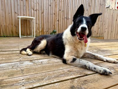 Boots, a 12 years old female Collie available for adoption from Dogs Trust in Wales