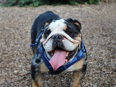 Gus, a 4 years old male Bulldog available for adoption from Dogs Trust in Merseyside