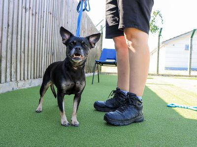 Lucie, a 4 years old female French Bulldog X available for adoption from Dogs Trust in West Midlands