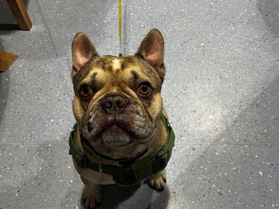 Hugo, a 3 years old male French Bulldog available for adoption from Dogs Trust in Berkshire