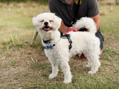 Albie, a 5 years old male Bichon Frise X Poodle available for adoption from Dogs Trust in West Yorkshire
