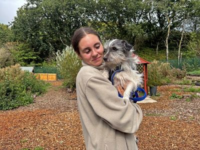 Benji, a 7 years old male Yorkshire Terrier X Crossbreed available for adoption from Dogs Trust in Merseyside
