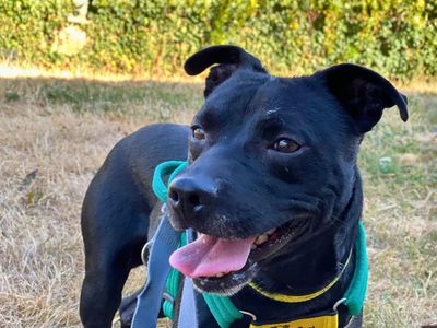 Ash, a 2 years old male Patterdale Terrier available for adoption from Dogs Trust in Wiltshire