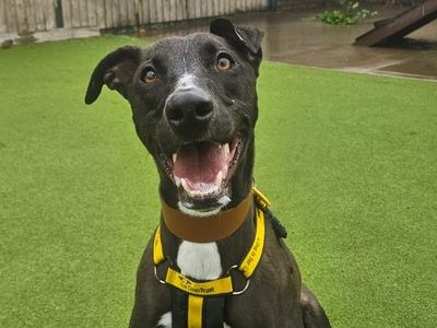 Cookie, a 2 years old male Lurcher available for adoption from Dogs Trust in Shropshire