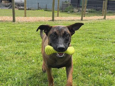 Monkey, a 1 year old female Belgian Shepherd available for adoption from Dogs Trust in Wales