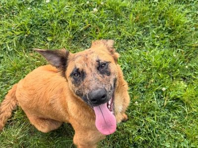 Fox, a 1 year old female Belgian Shepherd available for adoption from Dogs Trust in Wales