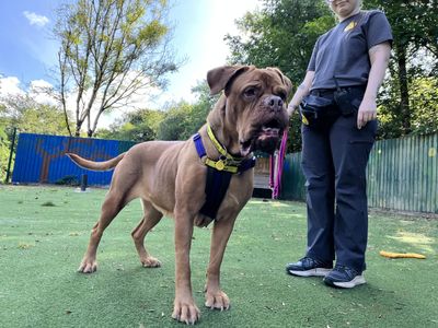 Poppy, a 6 years old female Dogue de Bordeaux available for adoption from Dogs Trust in Devon