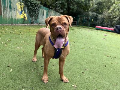 Soppy Poppy, a 7 years old female Dogue De Bordeaux X available for adoption from Dogs Trust in Devon