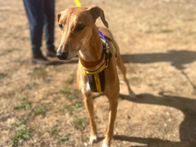 Dolly, a 6 years old female Lurcher available for adoption from Dogs Trust in Norfolk