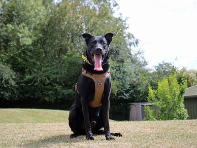 Major Tom, a 6 years old male German Shepherd X available for adoption from Dogs Trust in Merseyside