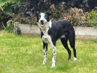 Coops, a 3 years old male Border Collie available for adoption from Dogs Trust in Scotland