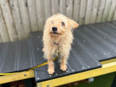 Sofia, a 11 years old female Border Terrier X available for adoption from Dogs Trust in Wales