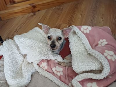 Annie, a 10 years old female Yorkshire Terrier available for adoption from Dogs Trust in Northern Ireland