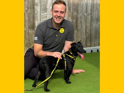 Poppy, a 1 year old female Patterdale Terrier available for adoption from Dogs Trust in Norfolk