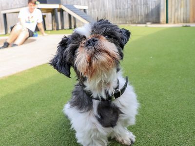 Dylan, a 11 years old male Shih Tzu available for adoption from Dogs Trust in West Midlands
