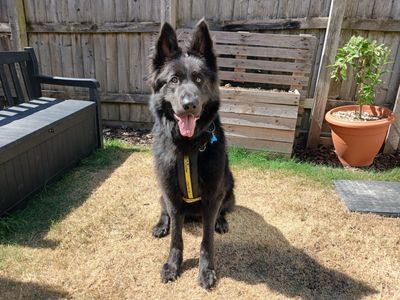 Blue, a 2 years old male German Shepherd available for adoption from Dogs Trust in Devon