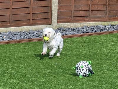 Milo, a 1 year old male Bichon Frise X available for adoption from Dogs Trust in Merseyside