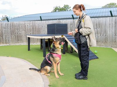 Lola, a 4 years old female German Shepherd available for adoption from Dogs Trust in West Midlands