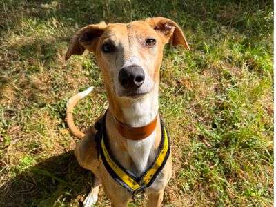 Reef, a 4 years old male Lurcher available for adoption from Dogs Trust in Shropshire