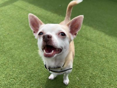 Bluebell, a 7 years old female Chihuahua available for adoption from Dogs Trust in Wales