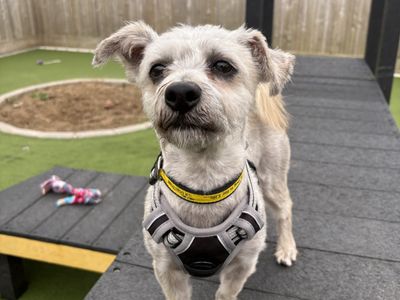 Jim, a 5 years old male Shih Tzu X available for adoption from Dogs Trust in Northern Ireland