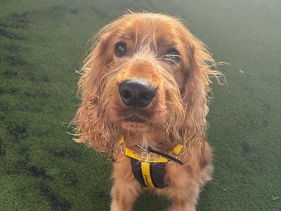 Bear, a 2 years old male Cocker Spaniel available for adoption from Dogs Trust in Northern Ireland