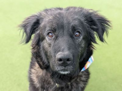 Matilda, a 2 years old female Caucasian Shepherd X Belgian Malinois available for adoption from Dogs Trust in West Midlands