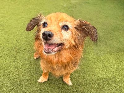 Izzy, a 16 years old female Chihuahua X available for adoption from Dogs Trust in Essex