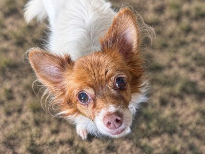 Lucky, a 15 years old male Chihuahua X available for adoption from Dogs Trust in Essex