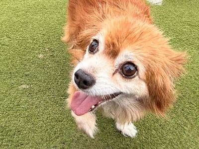 Ralph, a 15 years old male Chihuahua X available for adoption from Dogs Trust in Essex