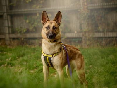 Jasper, a 1 year old male Belgian Malinois X available for adoption from Dogs Trust in Warwickshire