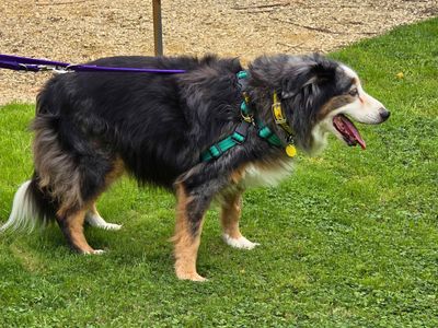 Jess, a 14 years old female Border Collie available for adoption from Dogs Trust in Wiltshire