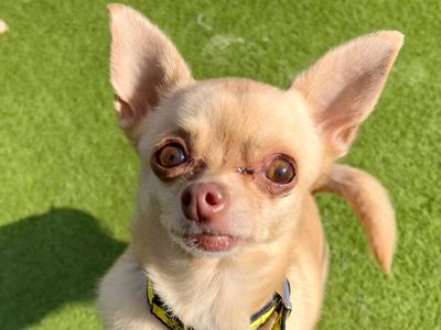 Tallulah, a 8 years old female Chihuahua available for adoption from Dogs Trust in Greater London
