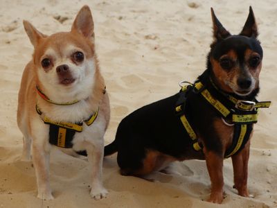 Hallie, a 7 years old female Chihuahua available for adoption from Dogs Trust in Greater London