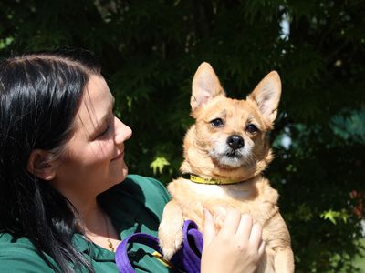 Foxy, a 7 years old female Crossbreed available for adoption from Dogs Trust in Merseyside