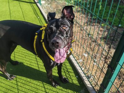 Arabella, a 4 years old female Dutch Shepherd available for adoption from Dogs Trust in Essex