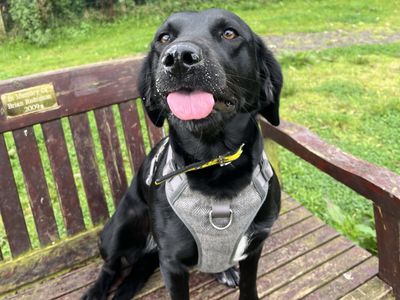 Riley, a 2 years old female Labrador X Spaniel available for adoption from Dogs Trust in Northern Ireland