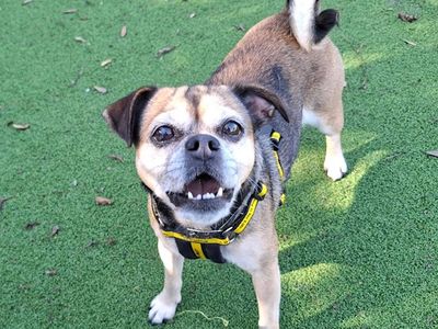 Lexi, a 9 years old female Jack Russell Terrier X available for adoption from Dogs Trust in Leicestershire