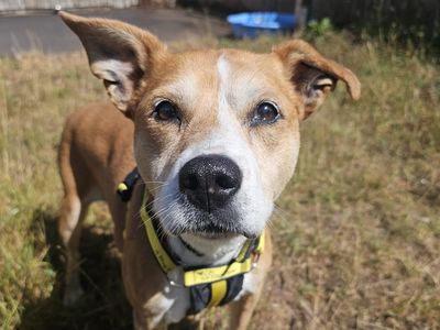 Pumpkin, a 13 years old female Staffordshire Bull Terrier available for adoption from Dogs Trust in Shropshire