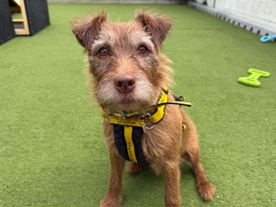 Terra, a 7 years old female Patterdale Terrier available for adoption from Dogs Trust in Norfolk