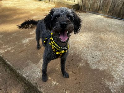 Hugo, a 1 year old male Jack Russell Terrier X Poodle available for adoption from Dogs Trust in Devon