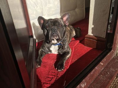 Tonka, a 7 years old male French Bulldog available for adoption from Dogs Trust in Devon