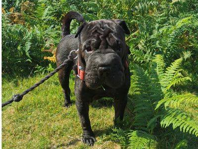 Typhus, a 7 years old male Shar Pei available for adoption from Dogs Trust in Devon