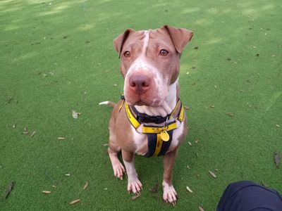Coco, a 4 years old female Shar Pei X available for adoption from Dogs Trust in Leicestershire