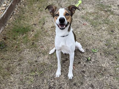 Archer, a 1 year old male Border Collie X available for adoption from Dogs Trust in Berkshire