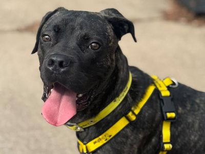 Rambo, a 1 year old male Mastiff available for adoption from Dogs Trust in Shropshire