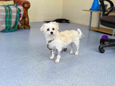 Cookie, a 3 years old female Bichon Frise X available for adoption from Dogs Trust in County Durham