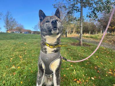 Bear, a 2 years old male Akita X available for adoption from Dogs Trust in County Durham